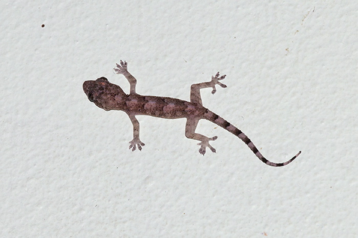 Hemidactylus mabouia Gekkonidae