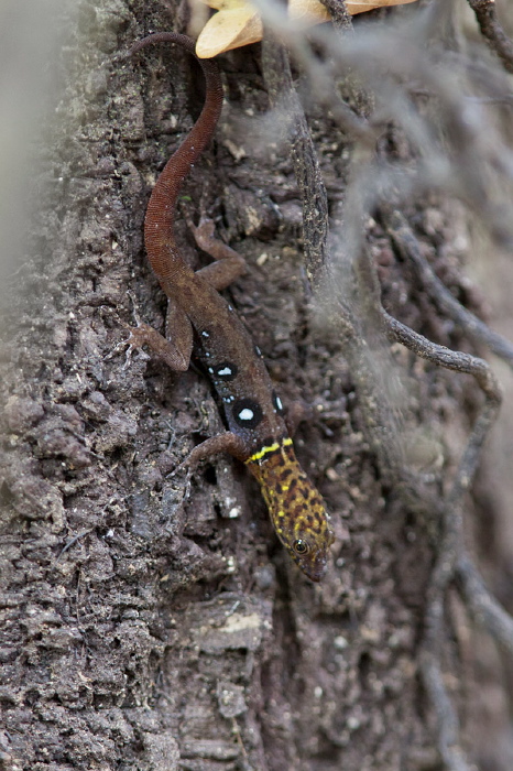 Gonatodes Ocellatus Sphaerodactylidae