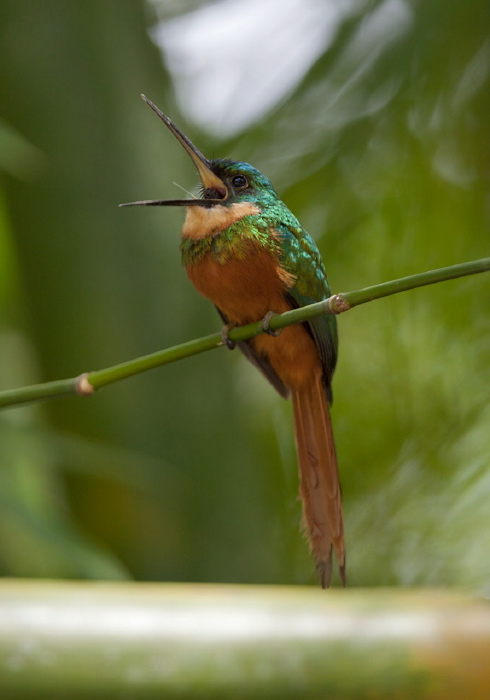 Galbula ruficauda Galbulidae