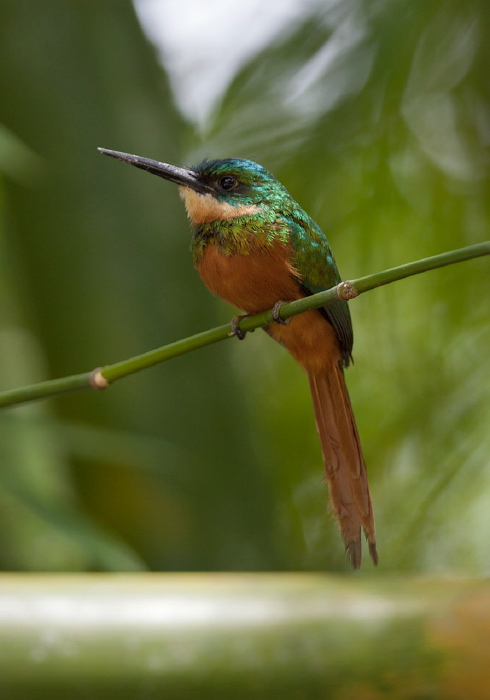 Galbula ruficauda Galbulidae