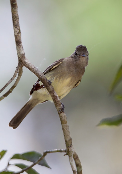 Elaenia flavogaster Tyrannidae