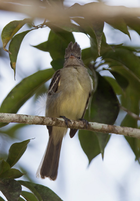 Elaenia flavogaster Tyrannidae