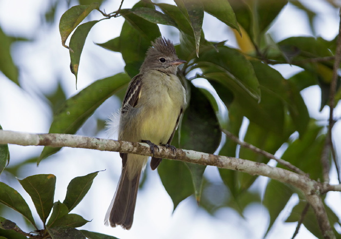 Elaenia flavogaster Tyrannidae