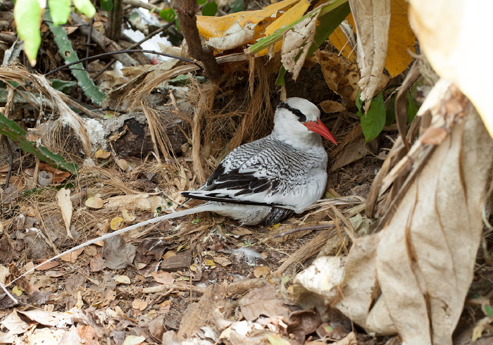 Phaethon aethereus Phaethontidae