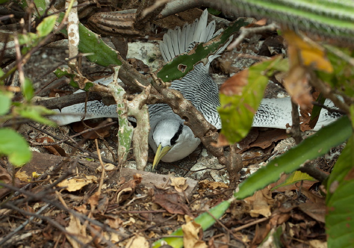 Phaethon aethereus Phaethontidae