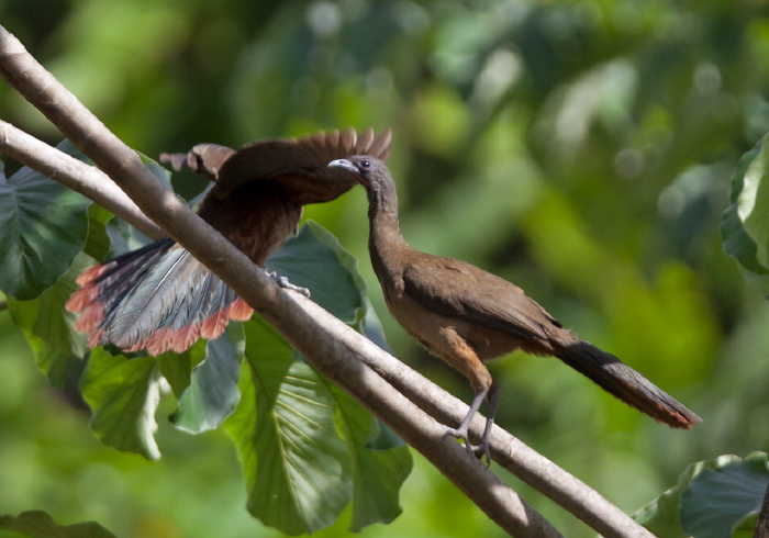 Ortalis ruficauda Cracidae