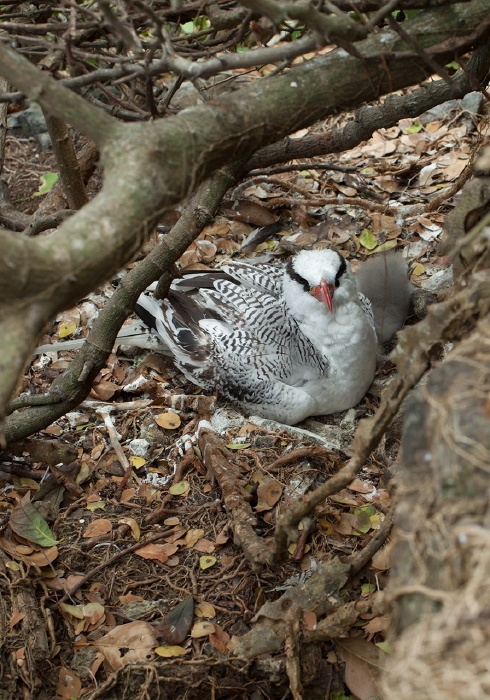 Phaethon aethereus Phaethontidae