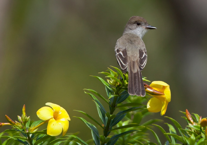 Myiarchus tyrannulus Tyrannidae