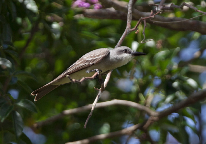 Tyrannus dominicensis Tyrannidae