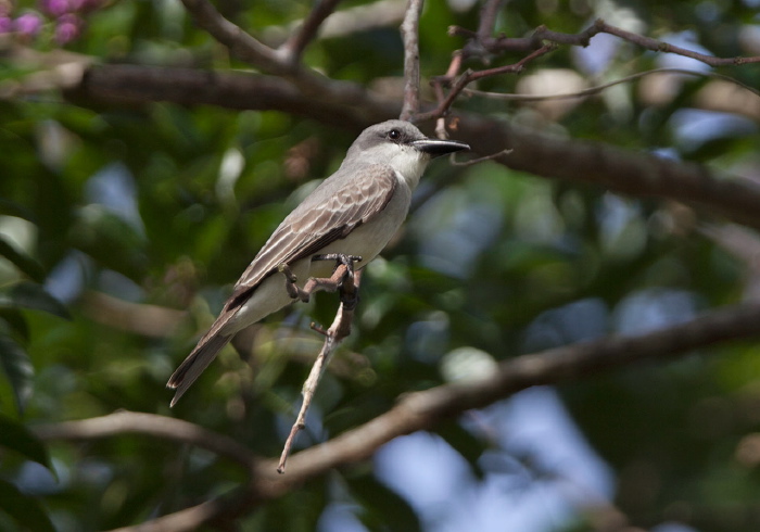 Tyrannus dominicensis Tyrannidae