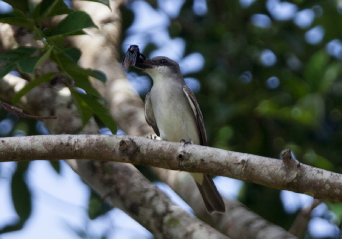 Tyrannus dominicensis Tyrannidae