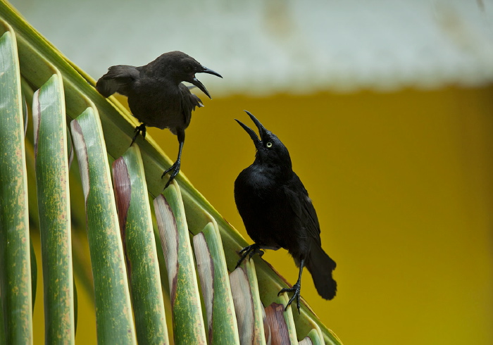 Quiscalus lugubris Icteridae