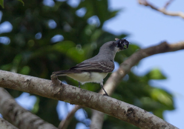 Tyrannus dominicensis Tyrannidae