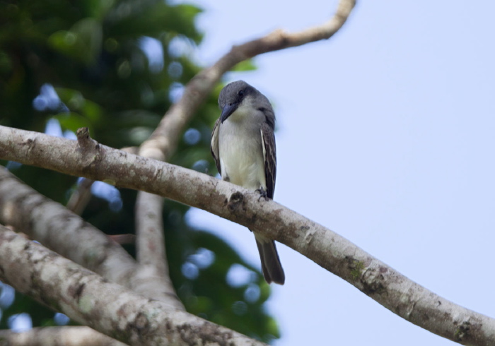 Tyrannus dominicensis Tyrannidae