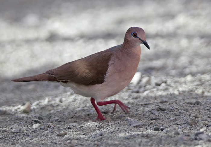 Leptotila verreauxi Columbidae