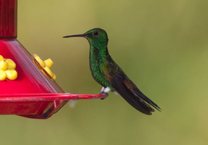 Amazilia tobaci Trochilidae