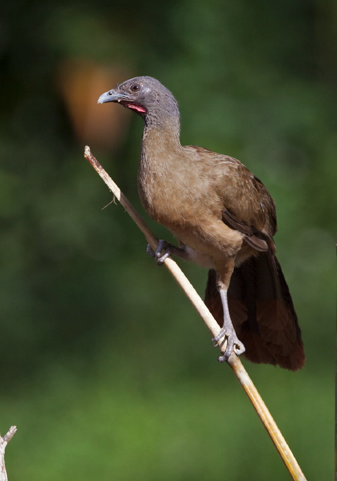 Ortalis ruficauda Cracidae