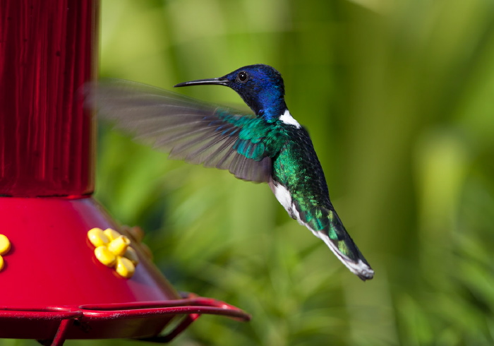 Florisuga mellivora flabellifera Trochilidae