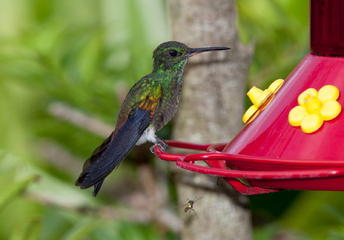 Amazilia tobaci Trochilidae