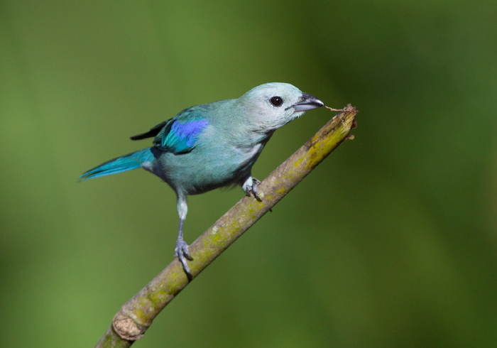 Thraupis episcopus berlepschi Thraupidae