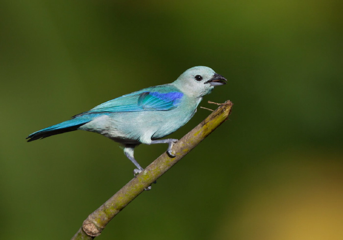 Thraupis episcopus berlepschi Thraupidae