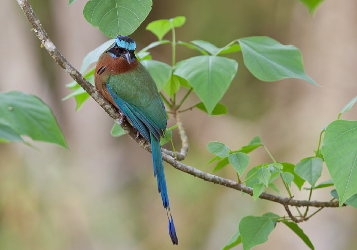 Momotus momota bahamensis Momotidae