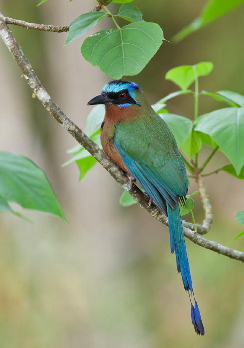 Momotus momota bahamensis Momotidae