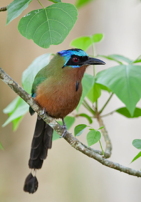 Momotus momota bahamensis Momotidae