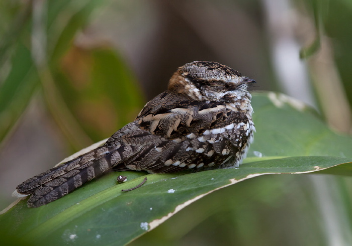 Hydropsalis cayennensis Caprimulgidae