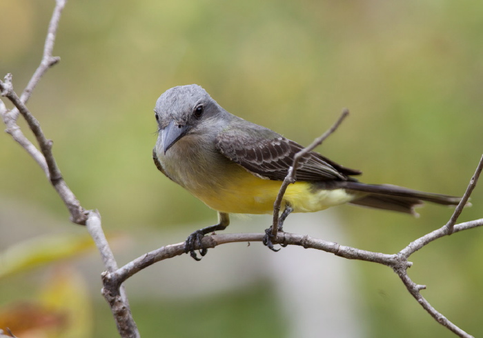 Tyrannus melancholicus Tyrannidae