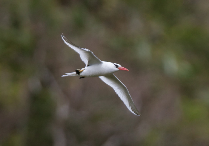 Phaethon aethereus Phaethontidae