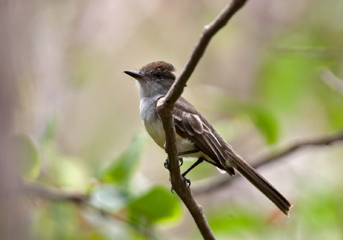 Myiarchus tyrannulus Tyrannidae