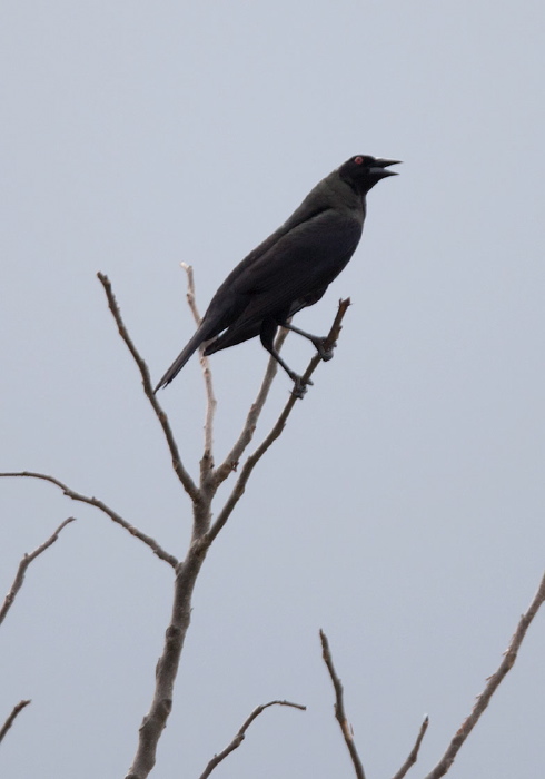 Molothrus oryzivorus Icteridae