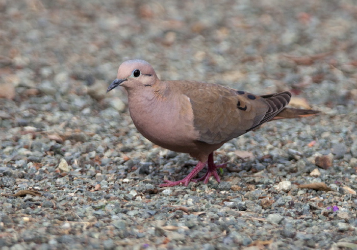 Zenaida auriculata Columbidae