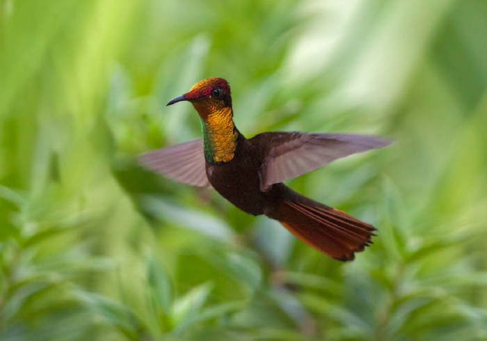 Chrysolampis mosquitus Trochilidae