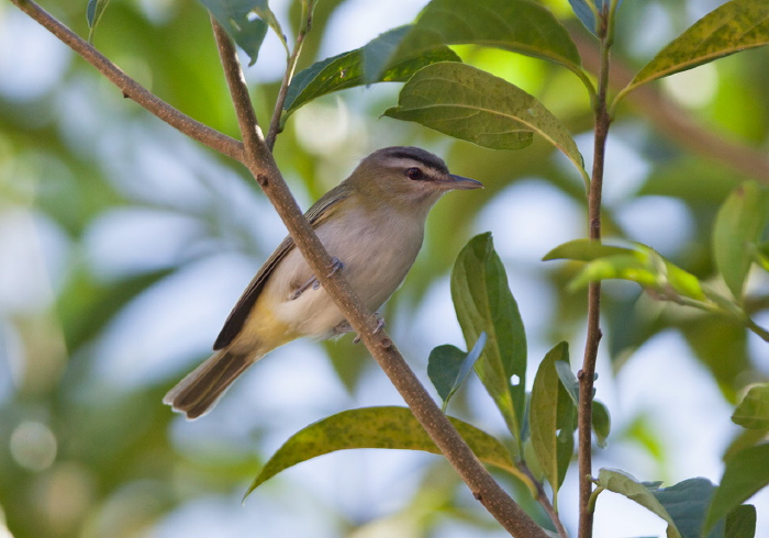 Vireo olivaceus tobagoensis Vireonidae