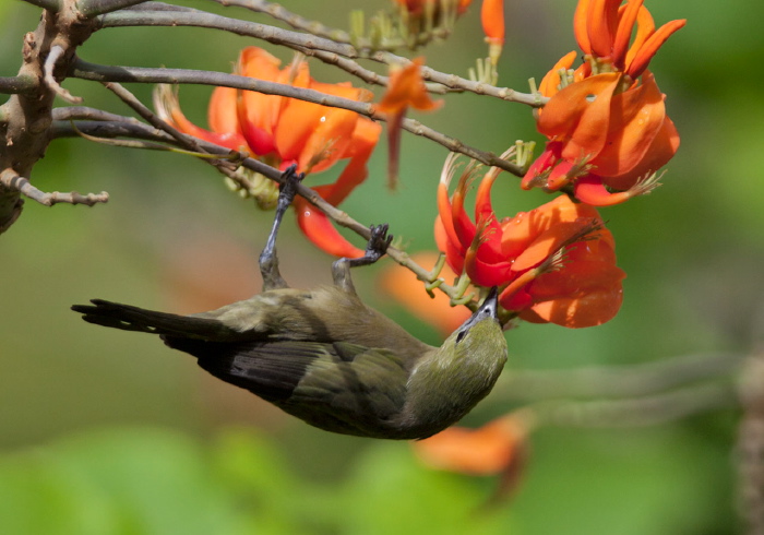 Thraupis palmarum Thraupidae