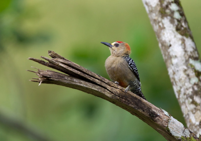 Melanerpes rubricapillus Picidae