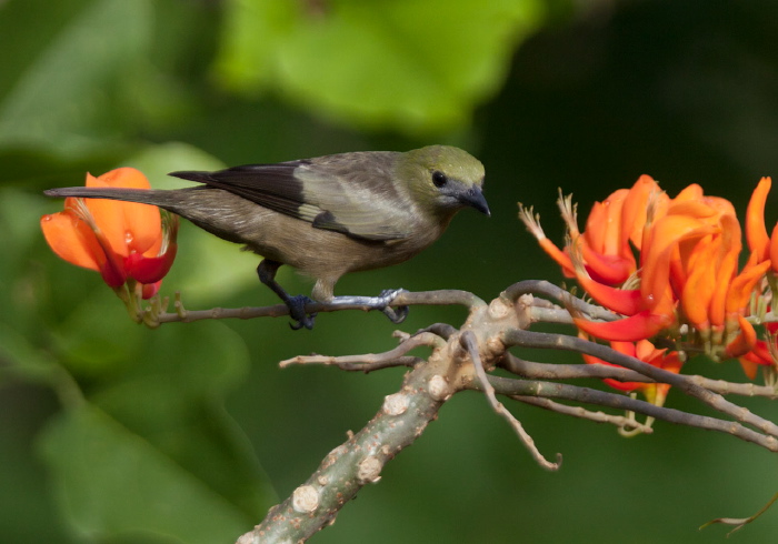 Thraupis palmarum Thraupidae