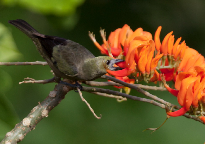 Thraupis palmarum Thraupidae