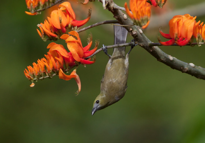 Thraupis palmarum Thraupidae