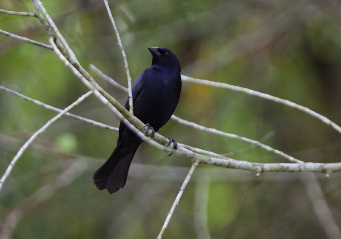 Molothrus bonariensis Icteridae