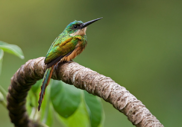 Galbula ruficauda Galbulidae