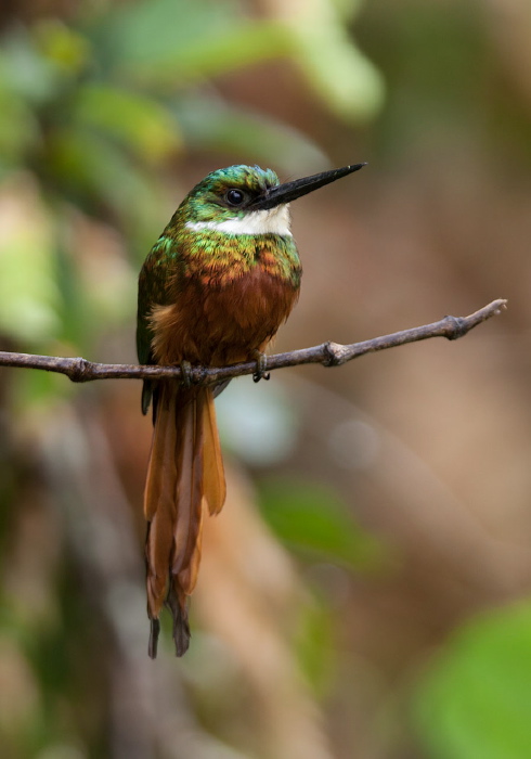 Galbula ruficauda Galbulidae