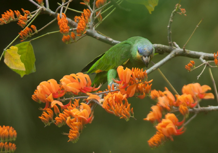 Amazona amazonica tobagensis Psittacidae