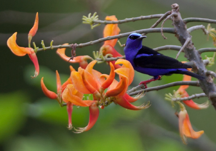 Cyanerpes cyaneus Thraupidae