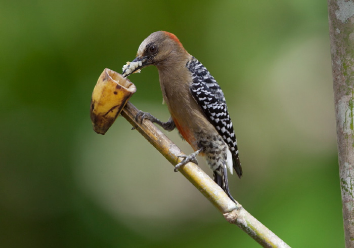 Melanerpes rubricapillus Picidae