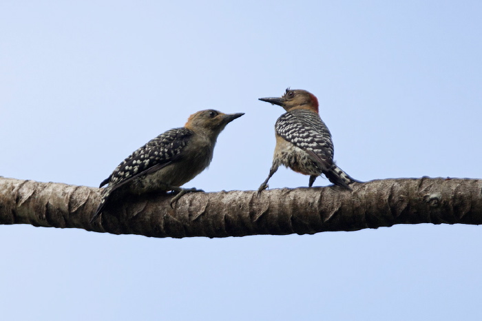 Melanerpes rubricapillus Picidae