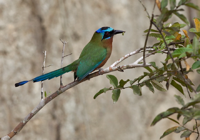 Momotus momota bahamensis Momotidae