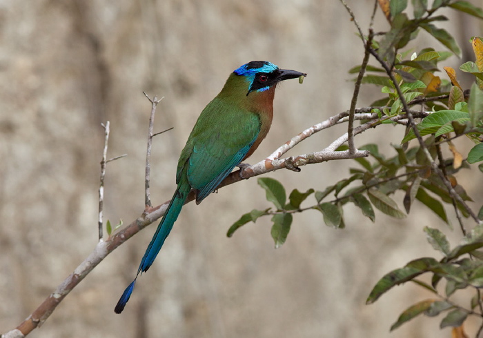 Momotus momota bahamensis Momotidae